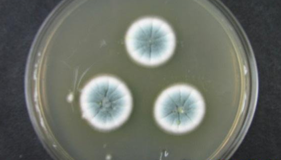 意大利青霉的培养方法及单层冻干管打管说明！