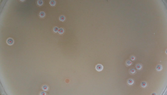 洋葱假单胞菌的生物学性状与细菌学检验方法！