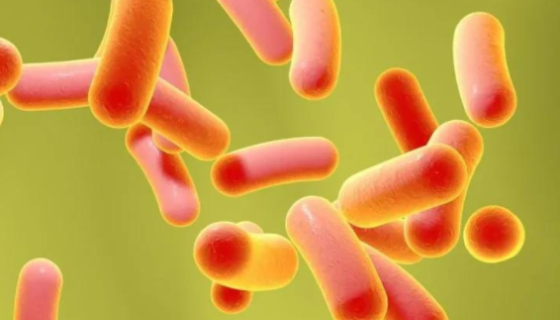 ATCC 8501 变形梭杆菌 百欧博伟生物