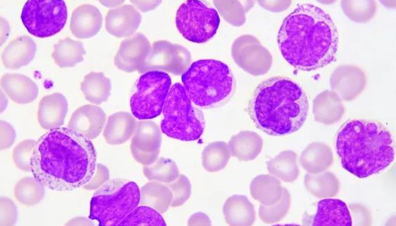 P388小鼠白血病细胞的应用及相关操作！