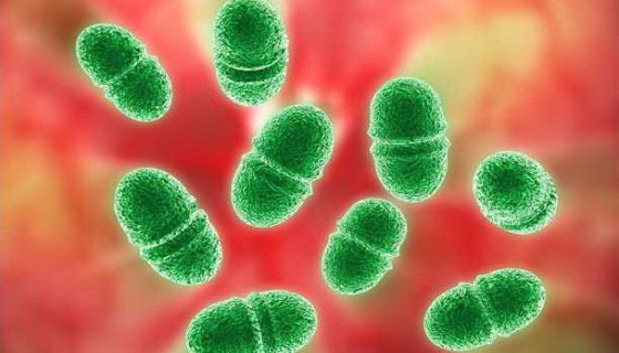 粪肠球菌的菌株特点与制备方法及其应用！