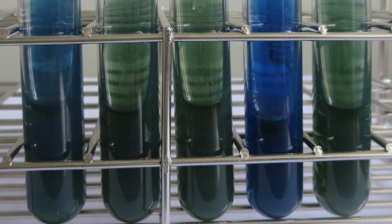 西蒙氏柠檬酸盐培养基的试验方法与注意事项！