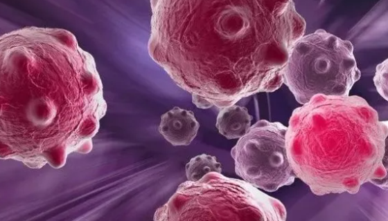 A549+LUC 人肺癌细胞（荧光素酶标记）