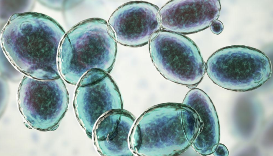 树干毕赤酵母的培养方法与实验内容及打管说明！