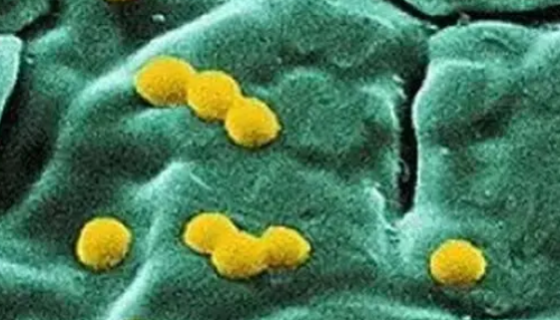 ATCC 19707 海洋亚硝化球菌 百欧博伟生物