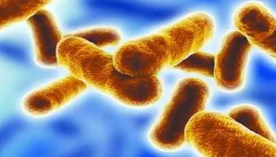 炭疽杆菌的生物学性状与微生物学检查及实验室诊断！