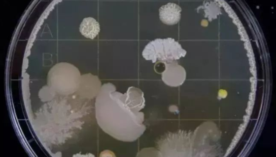 ATCC 33270 微小小单胞菌的培养与保存！