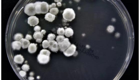 刺糖多孢菌的培养条件与保存方法及注意事项！