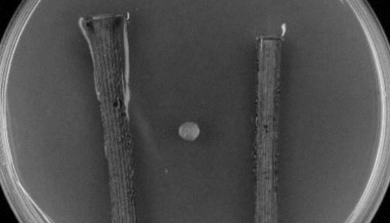 可可球二孢的特点与优势及微生物培养方法！