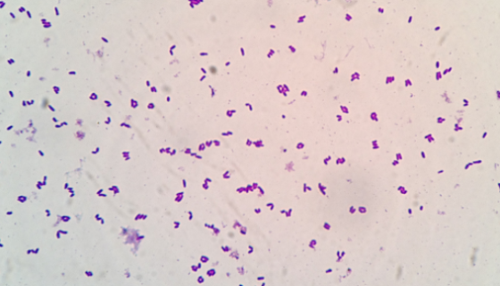 ATCC 11442 噬组氨醇节杆菌 百欧博伟生物
