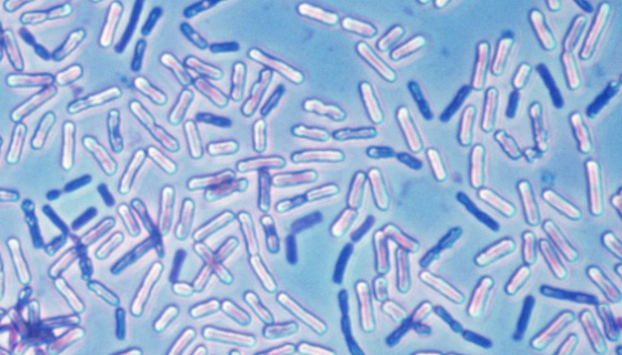 多粘类芽孢杆菌——主要用于抗真菌生防菌