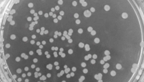 嗜热脂肪地芽胞杆菌的特点与功效及使用方法！