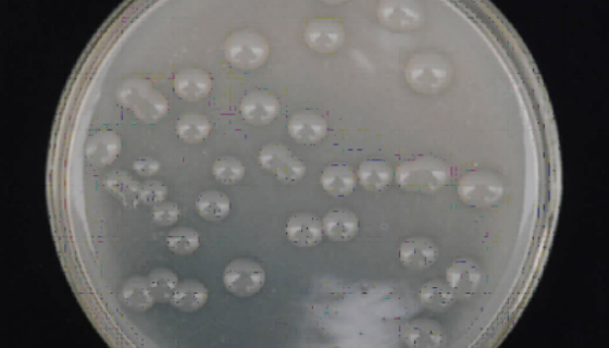 ATCC 35410 耐盐魏斯氏菌 百欧博伟生物