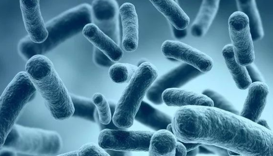 大肠杆菌作为单细胞细菌表现出未知的"多细胞性"！