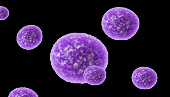 ATCC 700970 微小脲原体 百欧博伟生物