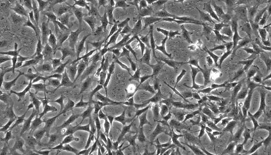 大鼠外周血中性粒细胞的性质与用途及生产工艺！