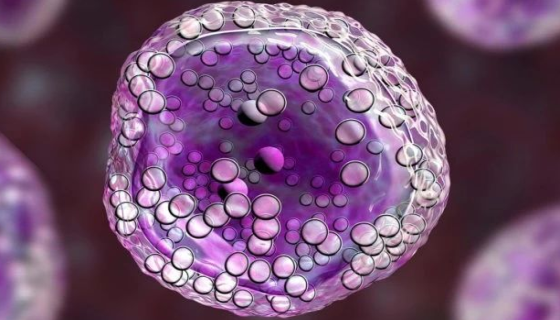 人B淋巴细胞的培养条件与方法及保存与应用！