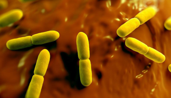 德氏乳杆菌保加利亚亚种的培养方法与打管说明！