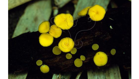 文昌小单孢菌单层冻干管打管说明书！