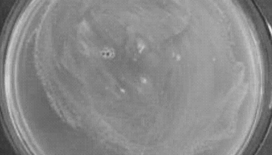 用于植物立枯病防治研究的：立枯丝核菌