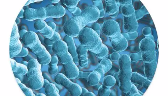 两歧双歧杆菌——益生菌类保健食品的生产