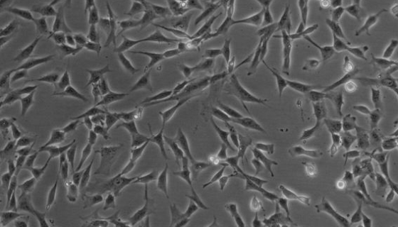 McCoy小鼠成纤维细胞性质、用途与生产工艺！