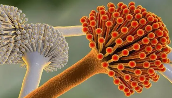 土曲霉原变种的生存环境与形态特征及主要价值！