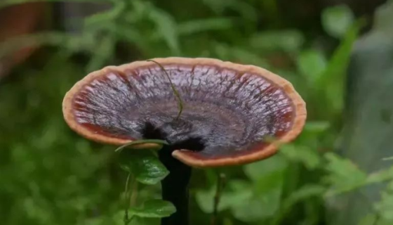 紫芝的真菌学史与形态特征及主要价值与培育技术！