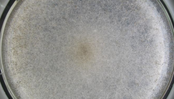 多变根毛霉的培养条件与注意事项及打管说明！