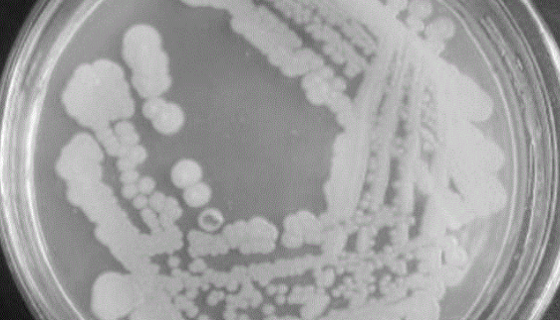 苍白杆菌属——用于抗细菌和乳品蛋白变性