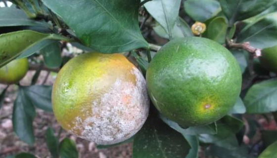 ATCC 6419 柑橘生疫霉知识解析与形态描述！