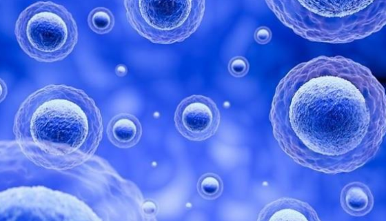 猪骨骼肌卫星细胞永生化的运输和保存以及培养！