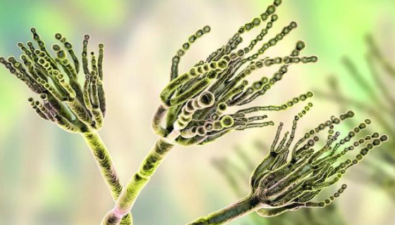 橘青霉的形态特征与生长习性及鉴定与培养方法！