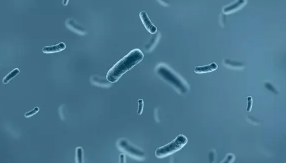 解藻弧菌（溶藻弧菌）的培养方法与注意事项！