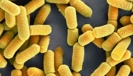 乳酸杆菌属——用于发酵制乳制品和生产青贮饲料