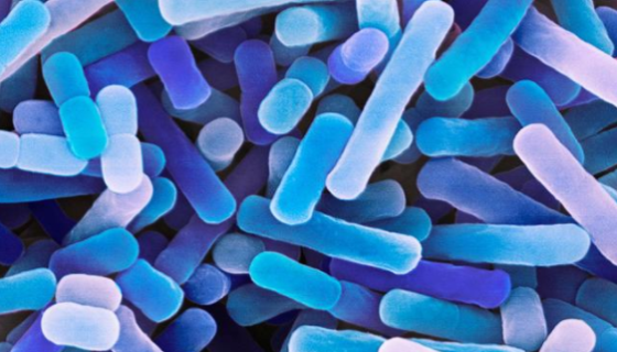 食淀粉乳杆菌的培养条件与注意事项及打管说明！