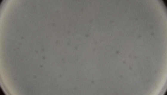 ATCC 14174 杀鲑气单胞菌杀鲑亚种知识解析！