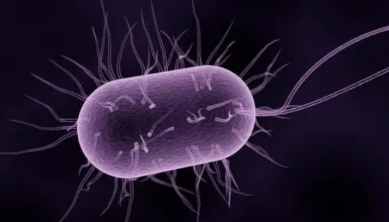 唐菖蒲伯克霍尔德氏菌的培养与保存及注意事项！