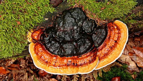 ATCC MYA-1043 火木层孔菌的形态特征与经济用途！