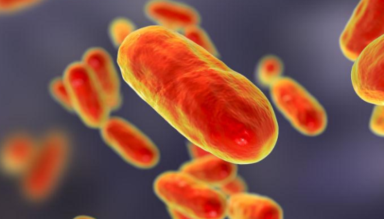 百日咳杆菌的生物学性状及微生物学诊断与防治原则！