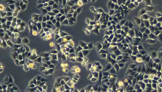 小鼠树突细胞DC2.4复苏与传代及冻存操作说明！