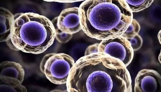 人胆道癌组织源细胞实验室分离方法与质量检测！