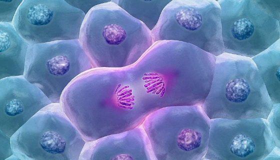 细胞凋亡因子的背景与应用及相关研究！