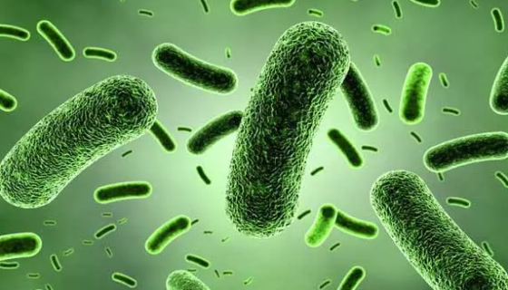 ATCC 25912 印度双歧杆菌 百欧博伟生物