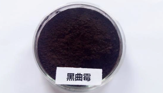 你所不知道的黑曲霉，居然有这么大的功效！