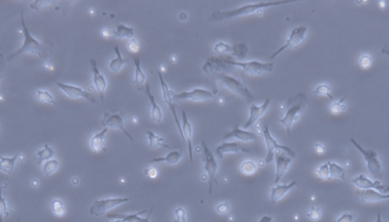 小鼠颅顶前骨细胞亚克隆14的培养操作规程！