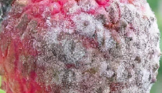 ATCC 28739 荔枝霜疫霉菌；霜疫霉病