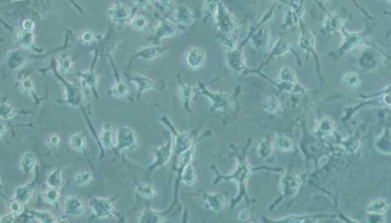 Wistar大鼠骨髓间充质干细胞的处理与培养！