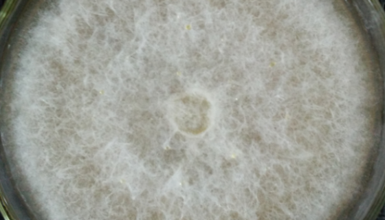 盘长孢状刺盘孢的特征与价值及其培养方法！