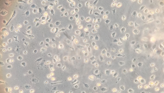 大鼠骨髓来源巨噬细胞的分离方法与质量检测！